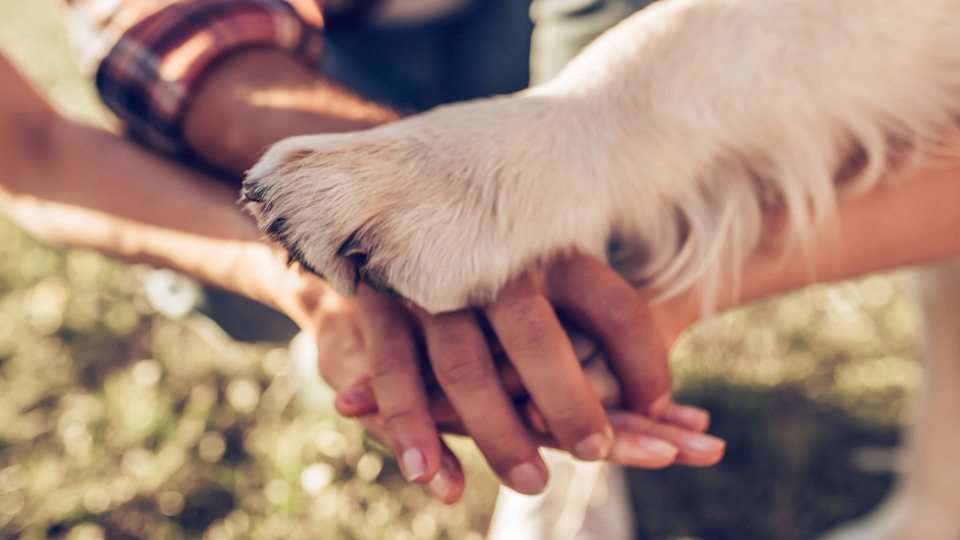 Eine Hundepfote, welche auf zwei menschlichen Händen liegt.