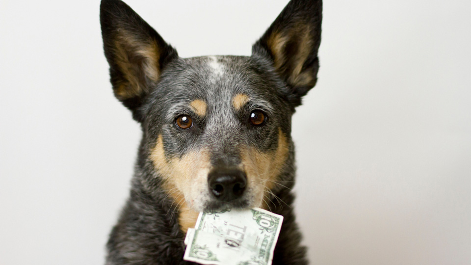 Man sieht einen Hund, der einen Geldschein im Mund hat.
