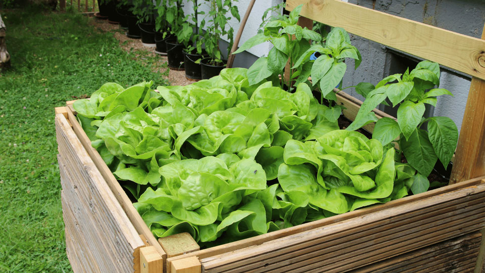 Das Bild zeigt ein Hochbeet im Garten, das mit grünem Salat und Paprikapflanzen bepflanzt ist. Das Hochbeet besteht aus Holz und steht auf einer Rasenfläche. Im Hintergrund sind weitere Pflanzen in Töpfen entlang einer Hauswand zu sehen. Die Szene vermittelt den Eindruck eines gepflegten, selbst angelegten Gemüsegartens.