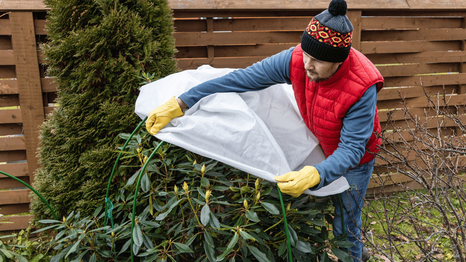 Ein Gärtner bedeckt eine Pflanze in einem Garten mit einem schützenden Vlies, um sie vor dem Winterfrost zu bewahren. Der Gärtner trägt warme Kleidung und Handschuhe.