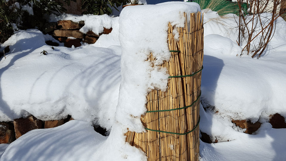 Eine in Stroh und Bambusmatten eingewickelte Pflanze steht im Freien, teilweise bedeckt von Schnee, um sie vor winterlicher Kälte zu schützen.